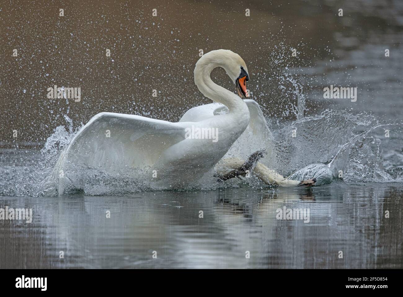 mute swan (Cygnus olor), fighting males, Germany, Bavaria, Woehrsee Stock Photo
