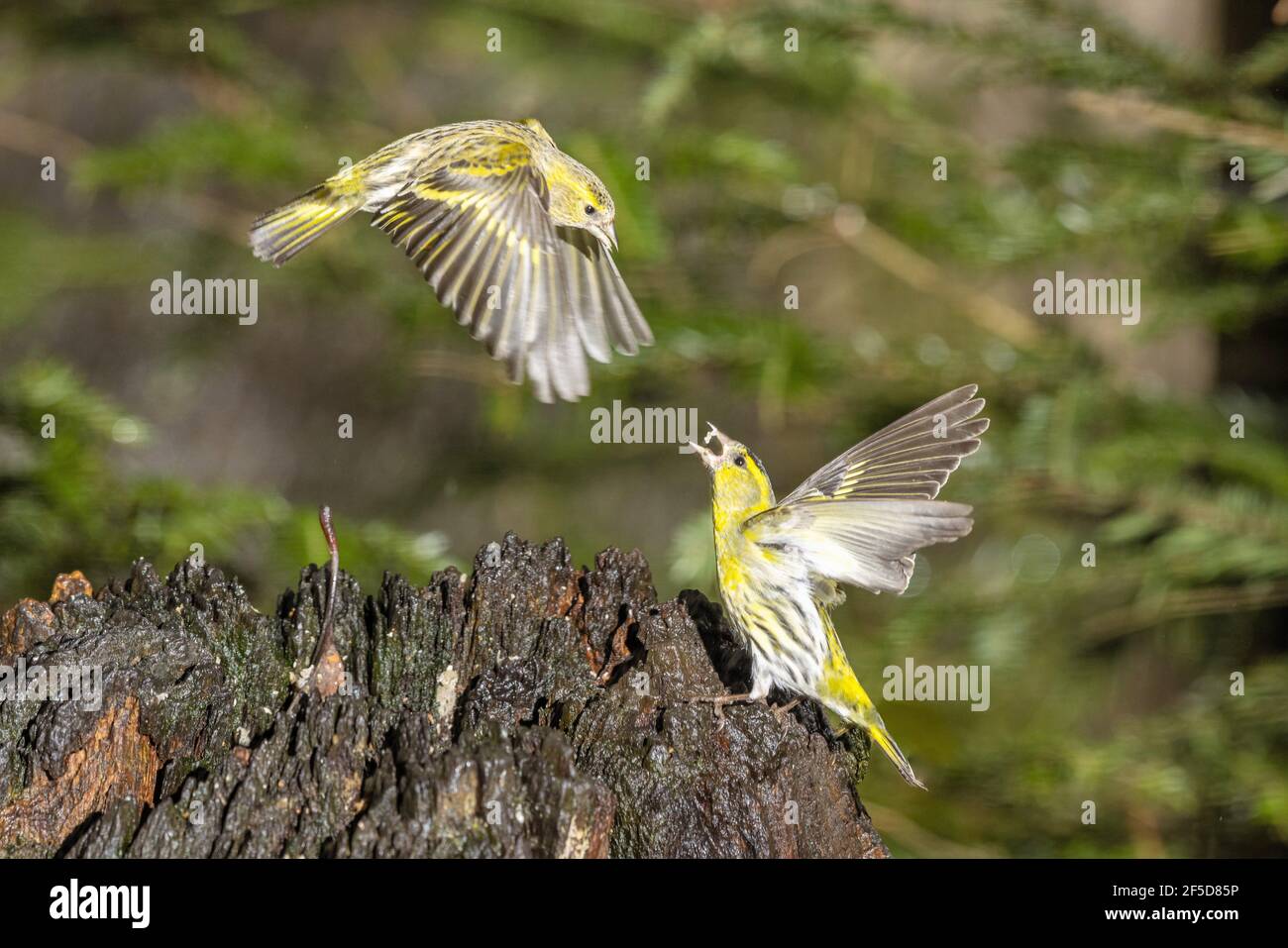 spruce siskin (Spinus spinus, Carduelis spinus), two males fighting in flight, Germany, Bavaria Stock Photo