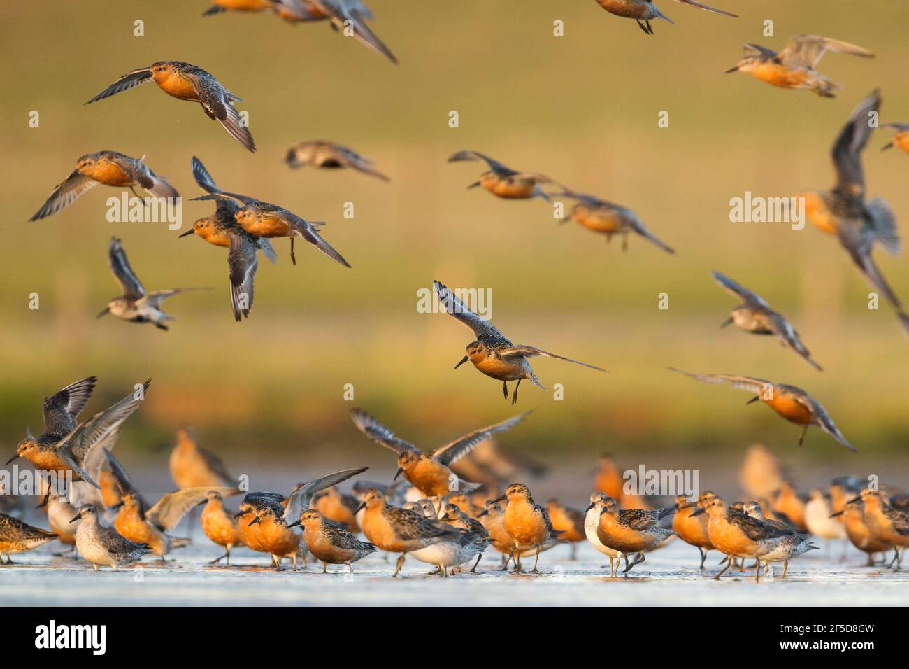 red knot (Calidris canutus), Group in breeding plumage landing in shallow water at a high tide wader roost, Germany Stock Photo