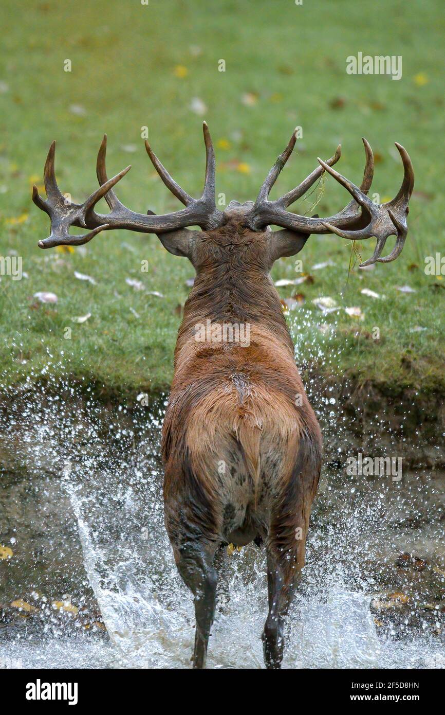 red deer (Cervus elaphus), jumping out of a waterhole, Germany, Mecklenburg-Western Pomerania Stock Photo