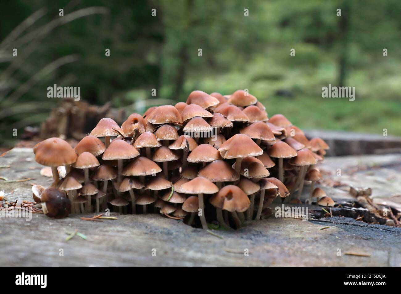 Common stump brittlestem (Psathyrella piluliformis, Psathyrelle hydrophila), several fruiting bodies on a tree snag, Germany, Saxony Stock Photo