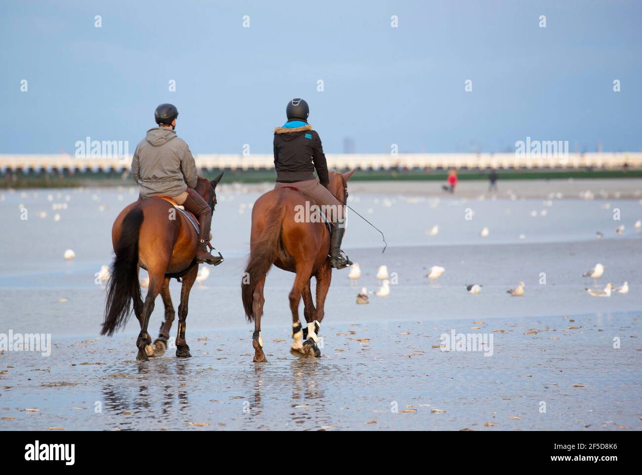 domestic horse (Equus przewalskii f. caballus), two equestrians on the beach , Belgium, West Flanders, Nieuwpoort Stock Photo