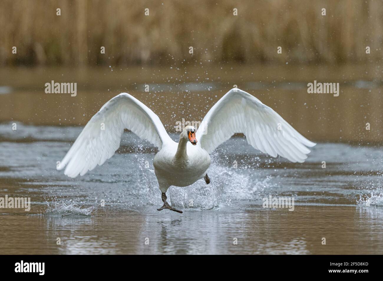 mute swan (Cygnus olor), escaping from the attack of a rival, Germany, Bavaria, Woehrsee Stock Photo
