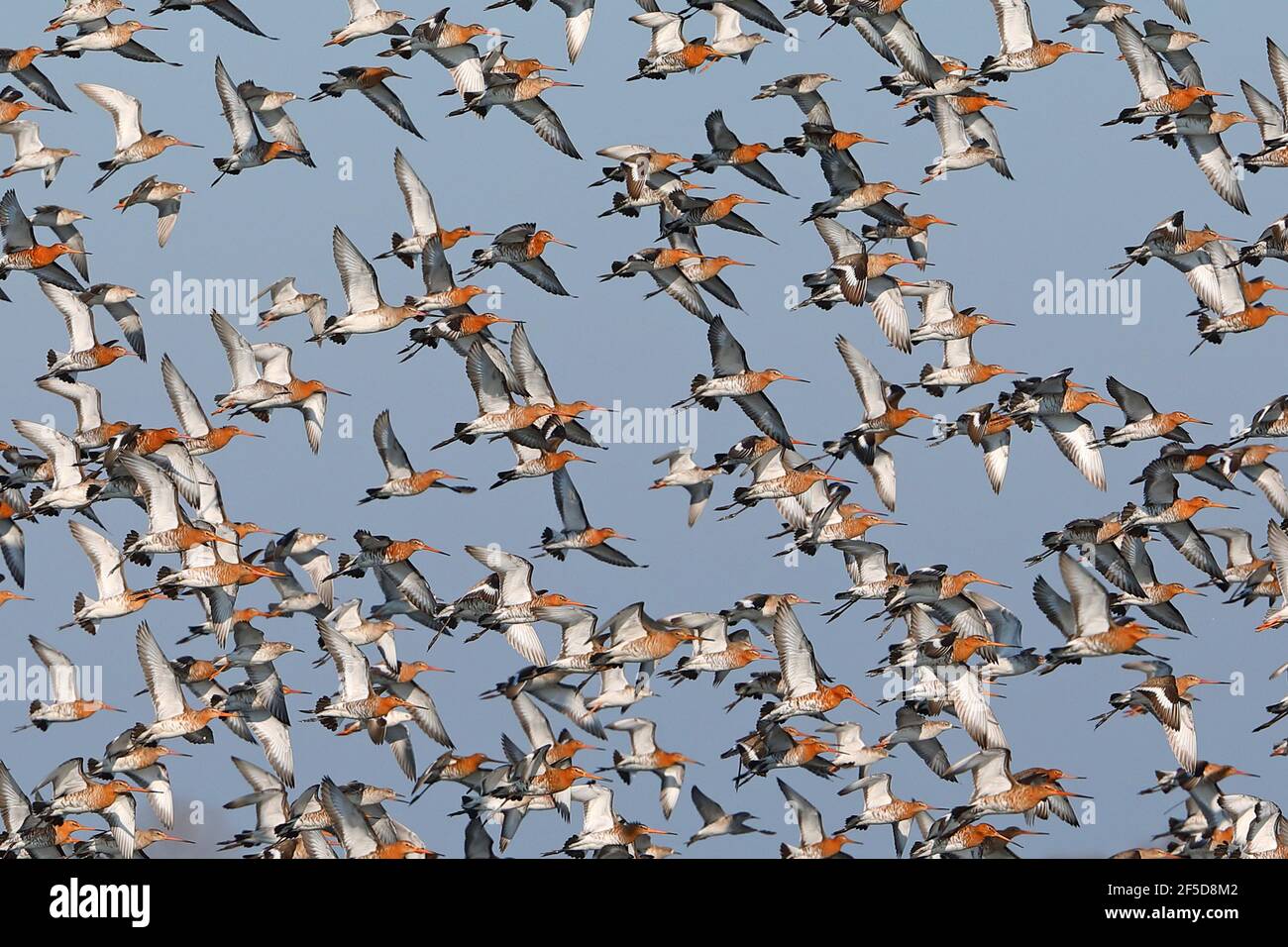 black-tailed godwit (Limosa limosa), flock taking off, Netherlands, Gelderland, Nijkerk Stock Photo