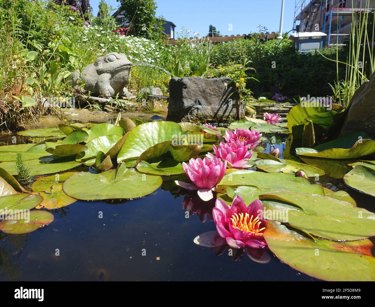 water lily, pond lily (Nymphaea spec.), garden pond with water lilies and waterspout frog, Germany Stock Photo