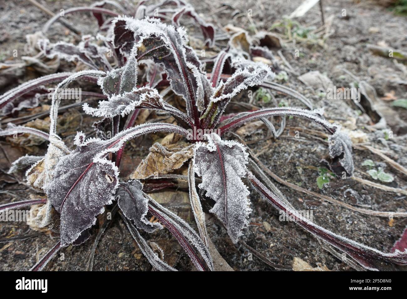 Root beet (Beta vulgaris), hoar frost on the leaves of Root beet, Germany Stock Photo