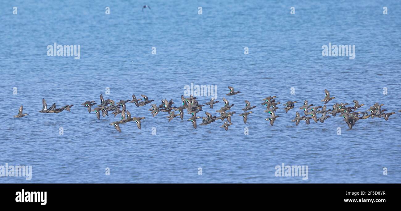 green-winged teal (Anas crecca), flying flock of drakes, winter guests, Germany, Bavaria, Lake Chiemsee Stock Photo