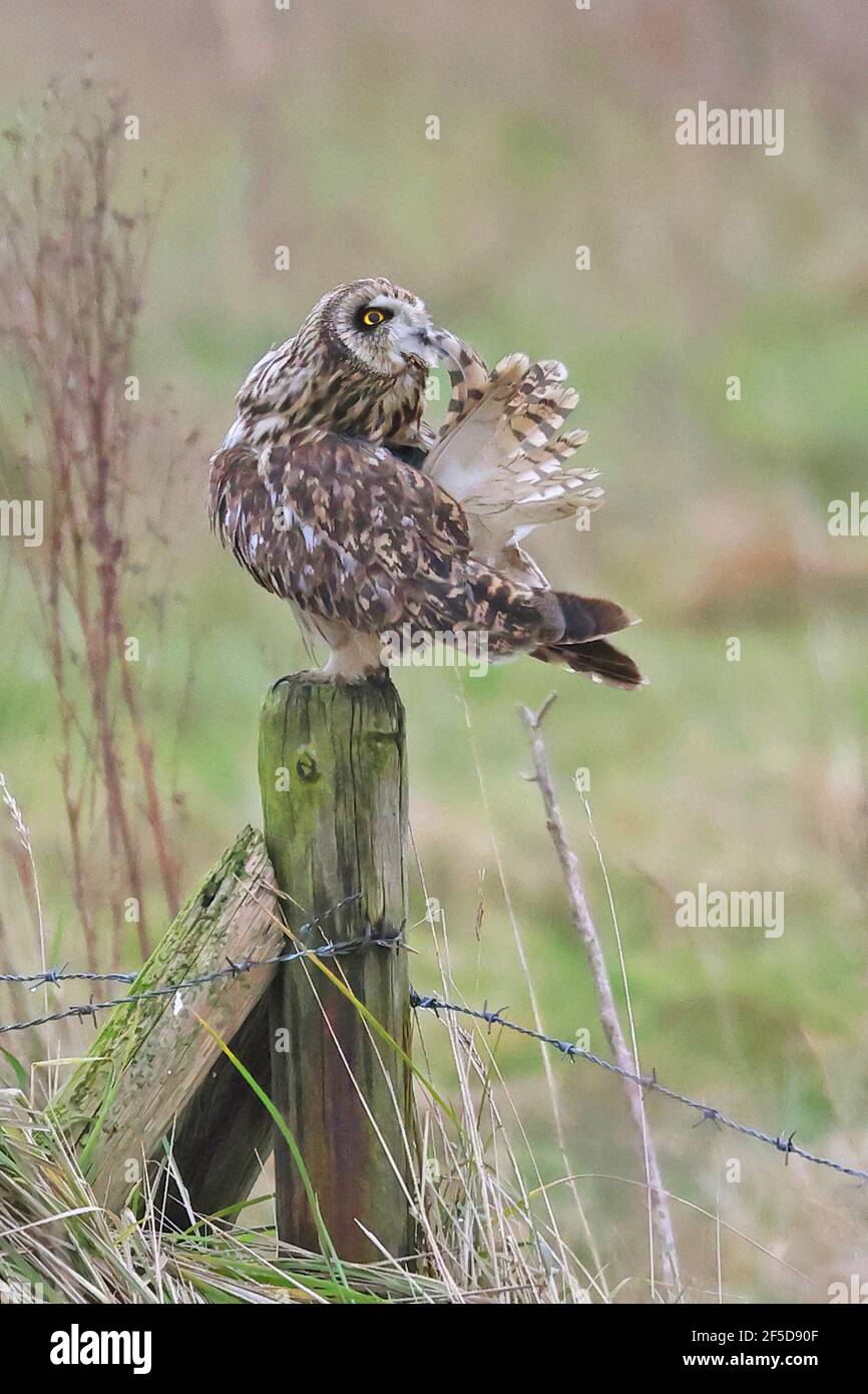 short-eared owl (Asio flammeus), perched on a fence post and caring for its plumage, Netherlands, Frisia, Holwerd Buitendijks Stock Photo