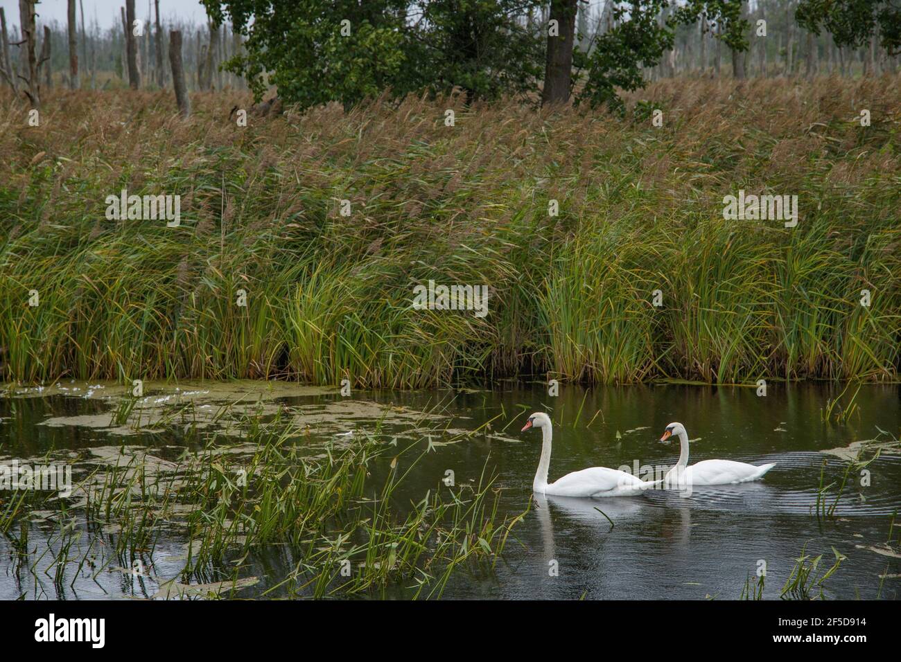 mute swan (Cygnus olor), at the nature reseve Anklamer Bruchwald, Germany, Mecklenburg-Western Pomerania, NSG Anklamer Stadtbruch Stock Photo