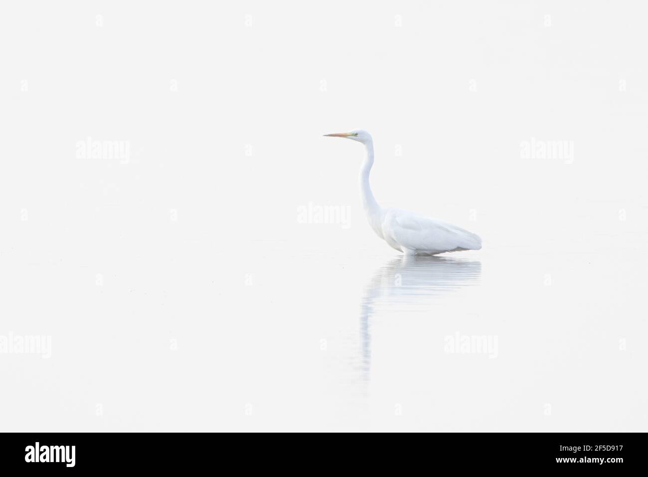 great egret, Great White Egret (Egretta alba, Casmerodius albus, Ardea alba), High Key image on a glassy lake, Germany, Bavaria, Lake Chiemsee Stock Photo