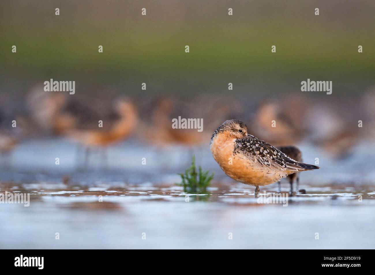 red knot (Calidris canutus), Adult in breeding plumage sleeping on a high tide wader roost, Germany Stock Photo