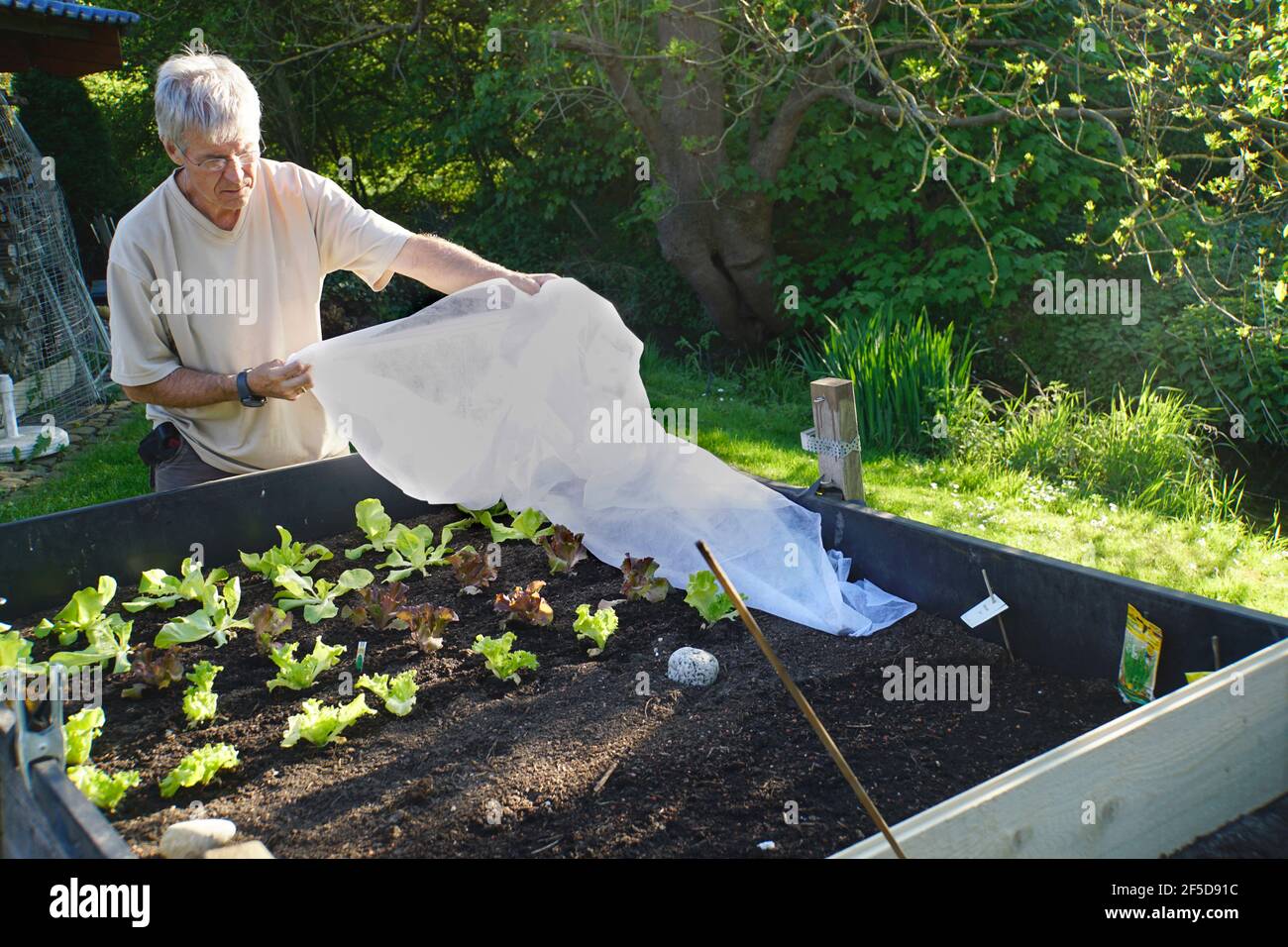 hobby gardener covering young lettuces in a raised bed with a liner, Germany Stock Photo