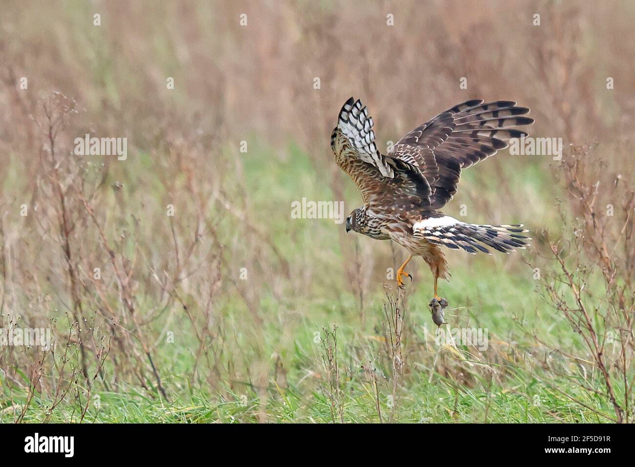 Female hen harrier in flight hi-res stock photography and images - Alamy