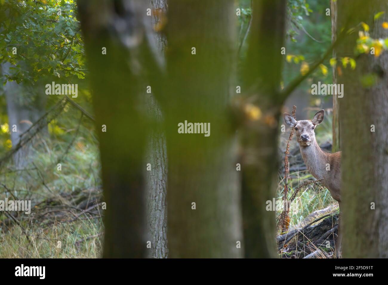 red deer (Cervus elaphus), hind peering between tree trunks, Germany, Mecklenburg-Western Pomerania Stock Photo