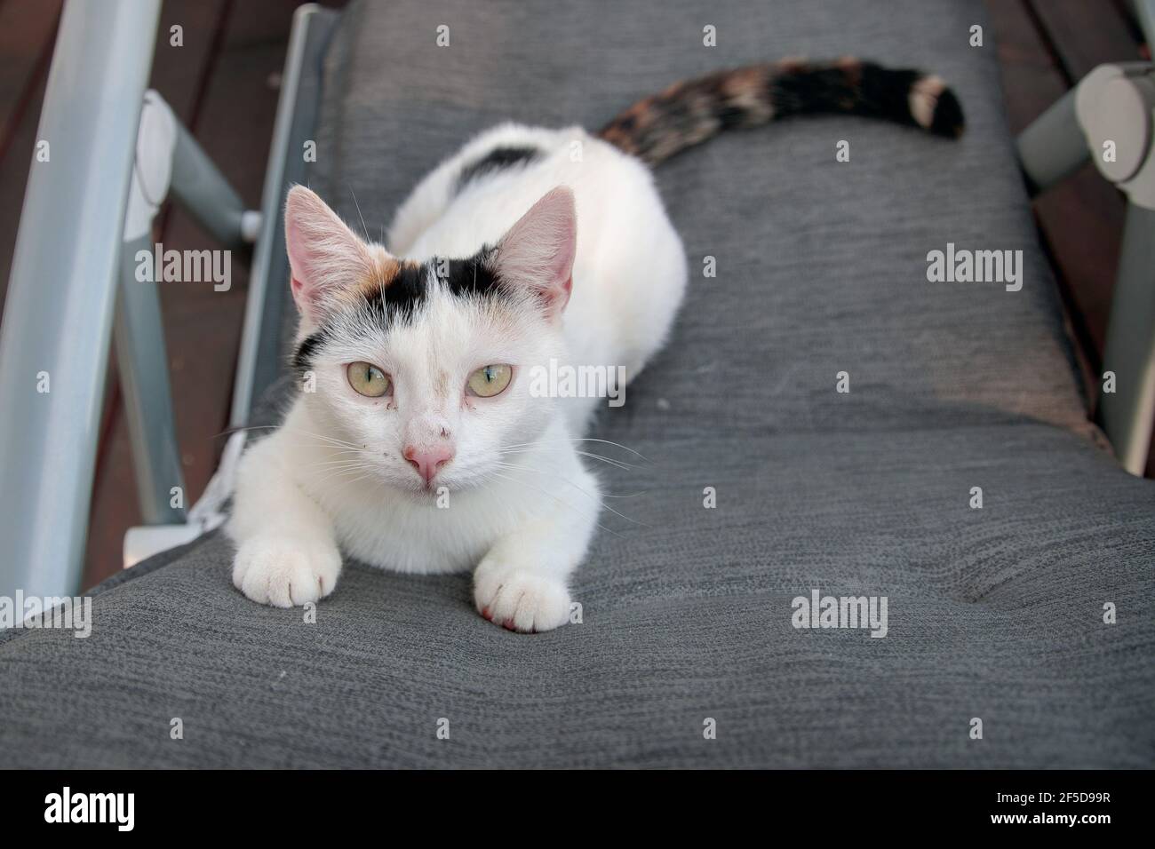 domestic cat, house cat (Felis silvestris f. catus), lying on a chair, Germany Stock Photo
