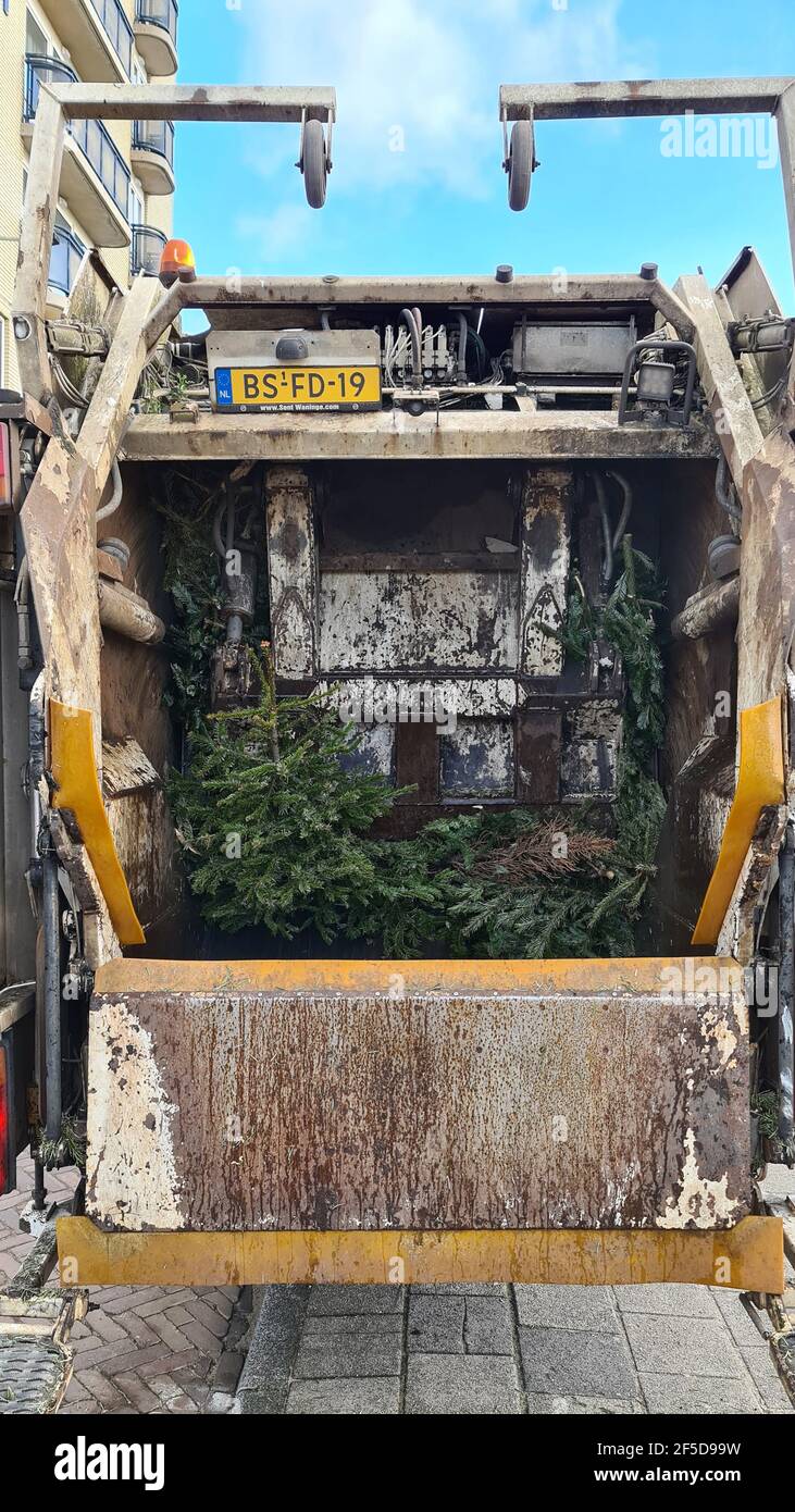 Christmas trees in a garbage truck, Netherlands Stock Photo