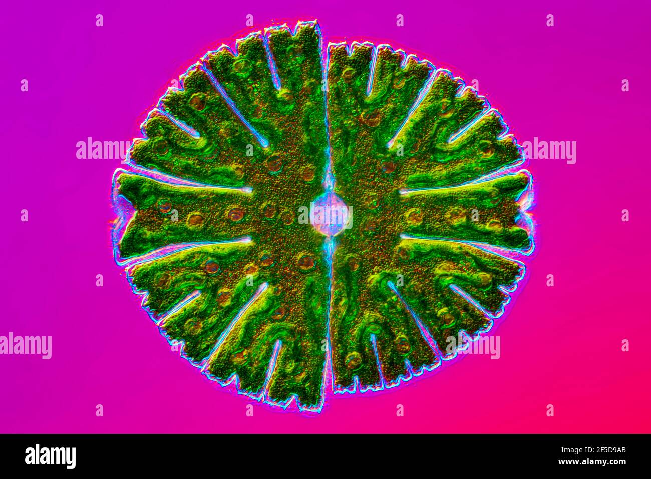 green alga (Micrasterias rotata), colour- ifferential interference contrast image, magnification x100 related to 35 mm, Germany Stock Photo