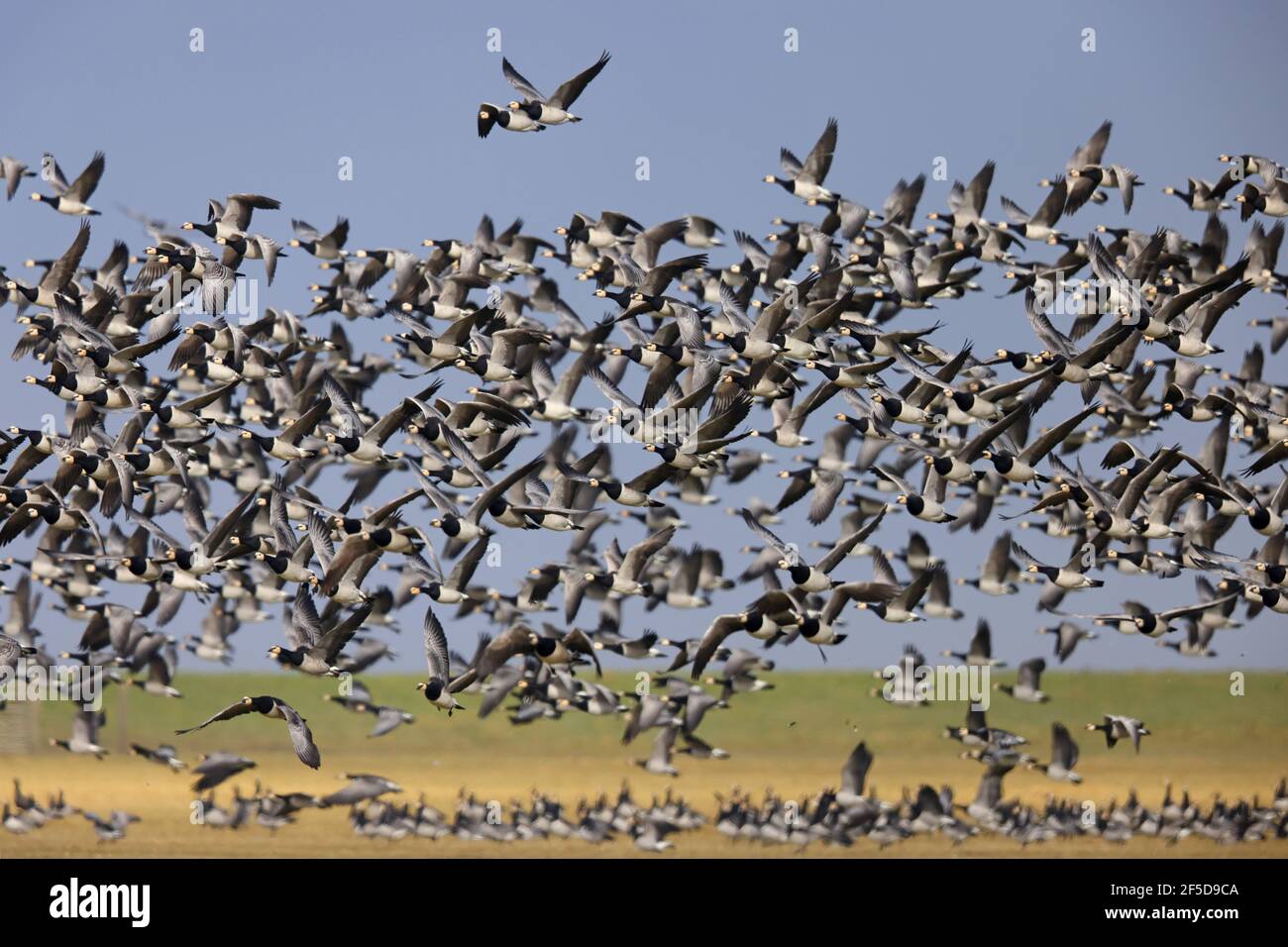 barnacle goose (Branta leucopsis), large flock takes off, Netherlands, Frisia, Ferwert Stock Photo