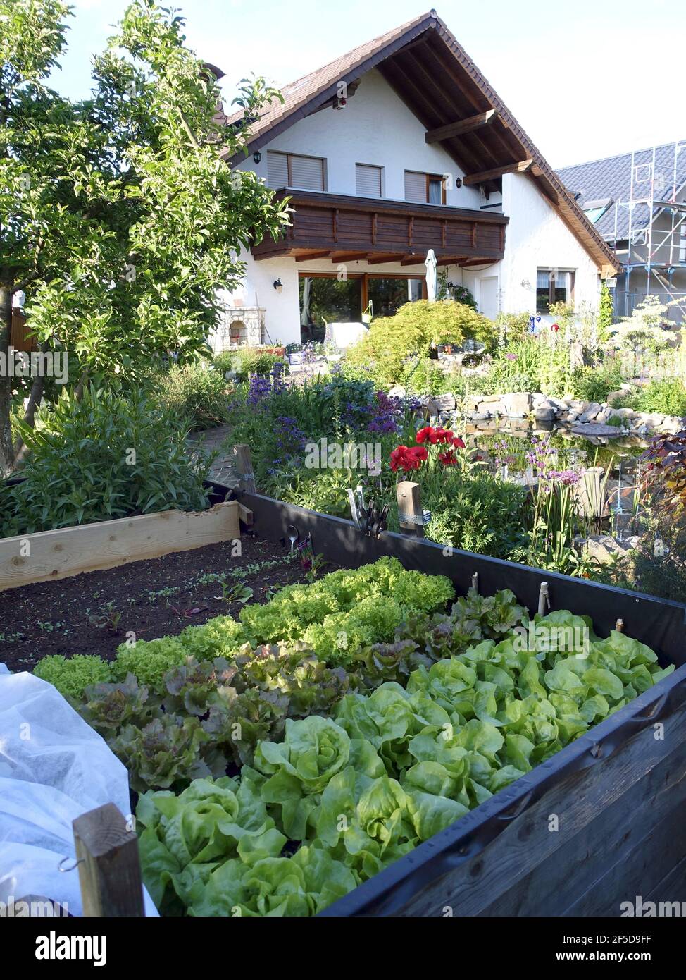 garden lettuce (Lactuca sativa), different lettuces in a raised bed, Germany Stock Photo