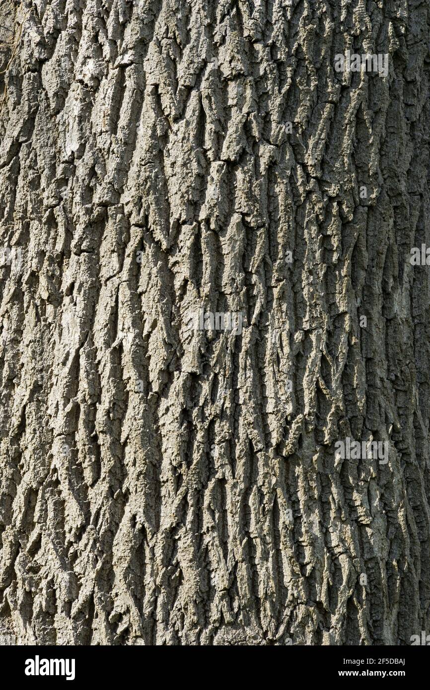 Mature Ash tree bark Stock Photo