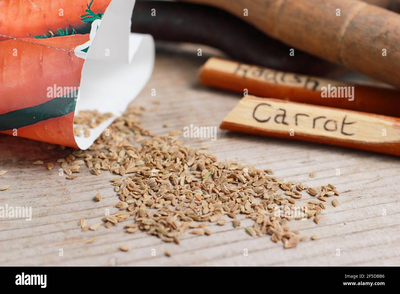 Daucus carota. Carrot seed ready for sowing. UK Stock Photo