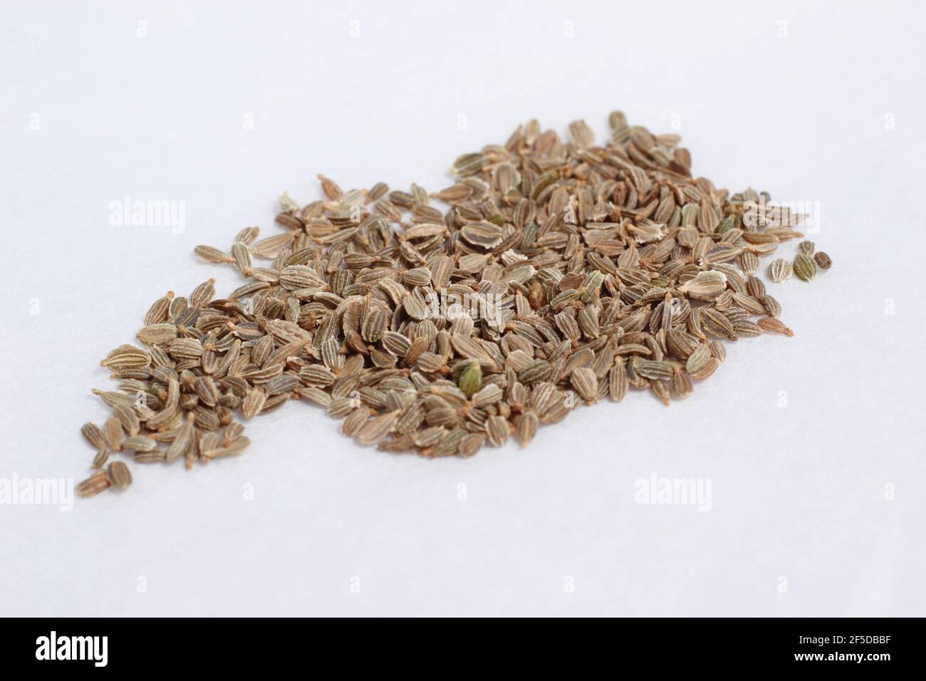 Carrot seed isolated on white. Daucus carota subsp. sativus.UK Stock Photo