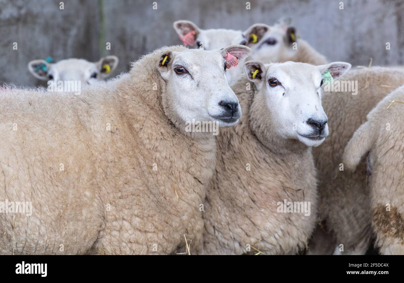 Lleyn Sheep In A Pen At An Agriculturl Show Stock Photo, 44% OFF