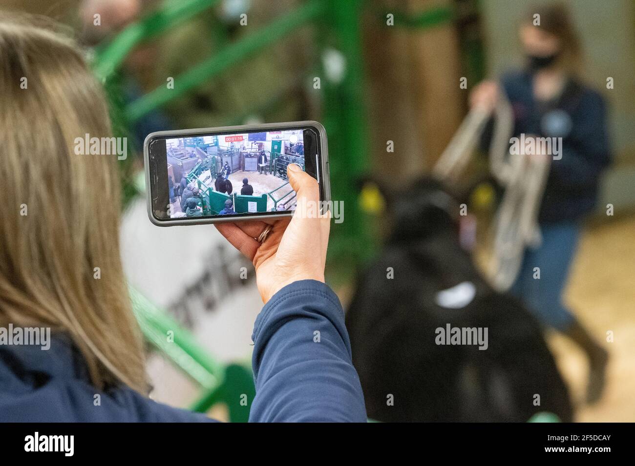Livestreaming a cattle sale on mobile phone, during the Covid-19 Pandemic. Cumbria, UK. Stock Photo