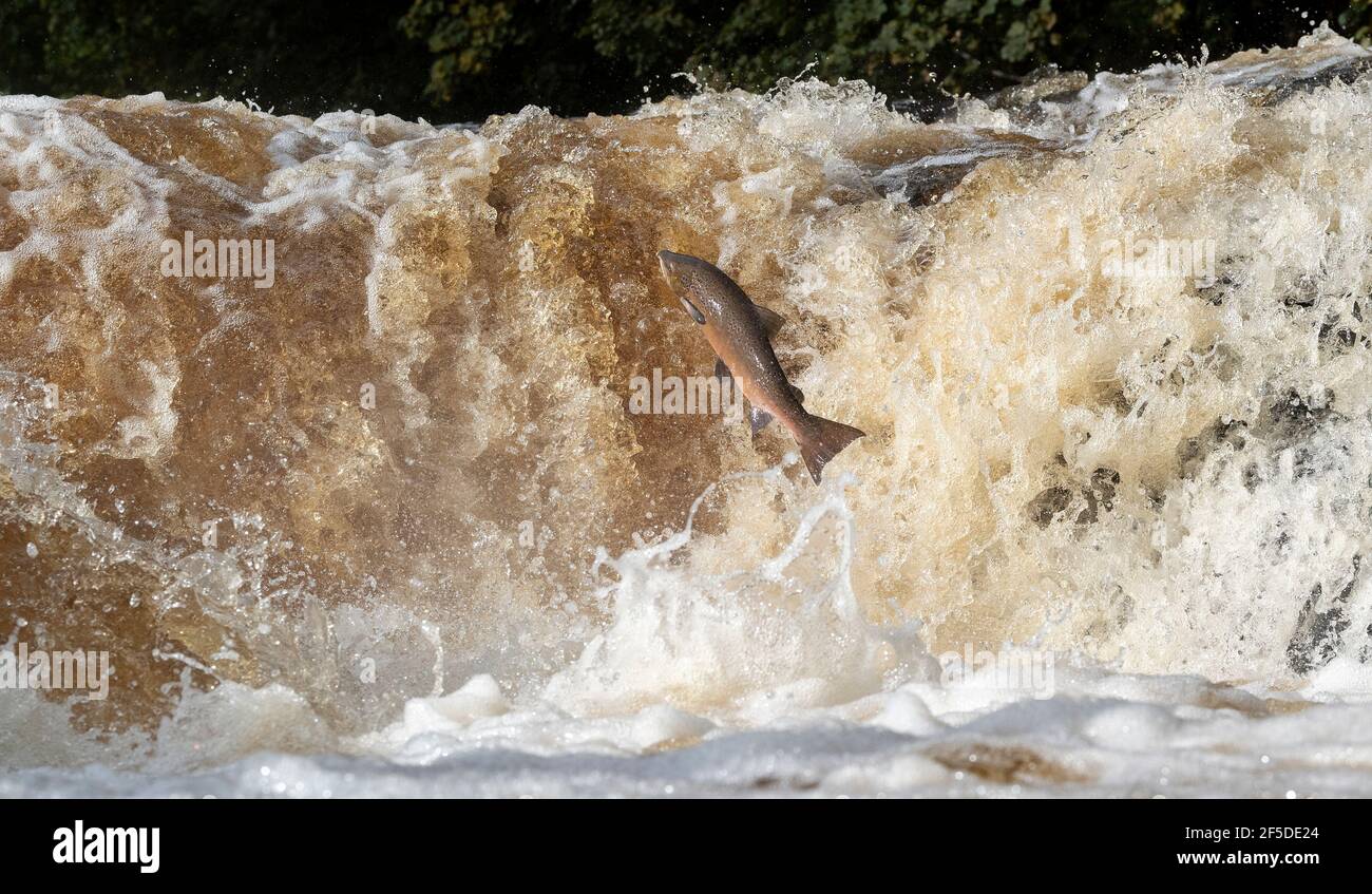 Wild Atlantic Salmon leaping Stainforth Foss on the River Ribble in the