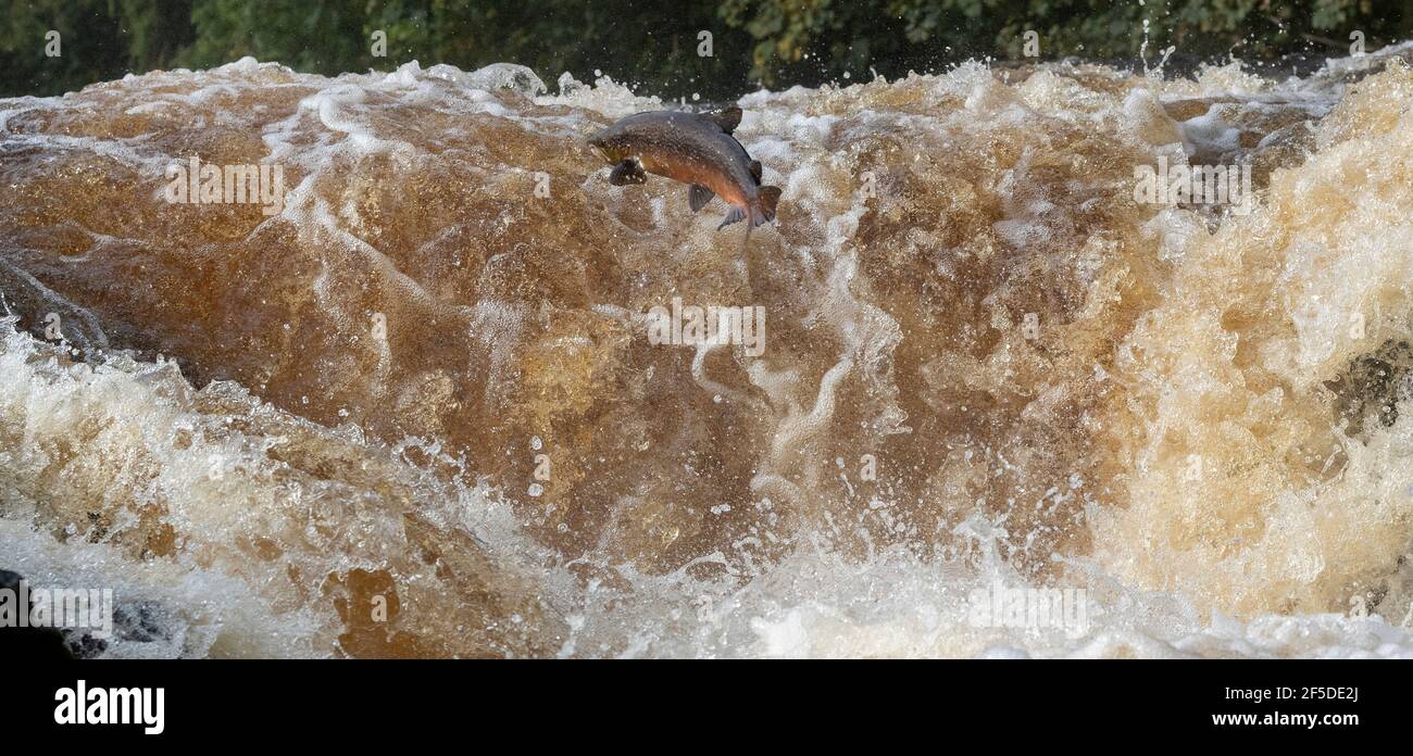 Wild Atlantic Salmon leaping Stainforth Foss on the River Ribble in the