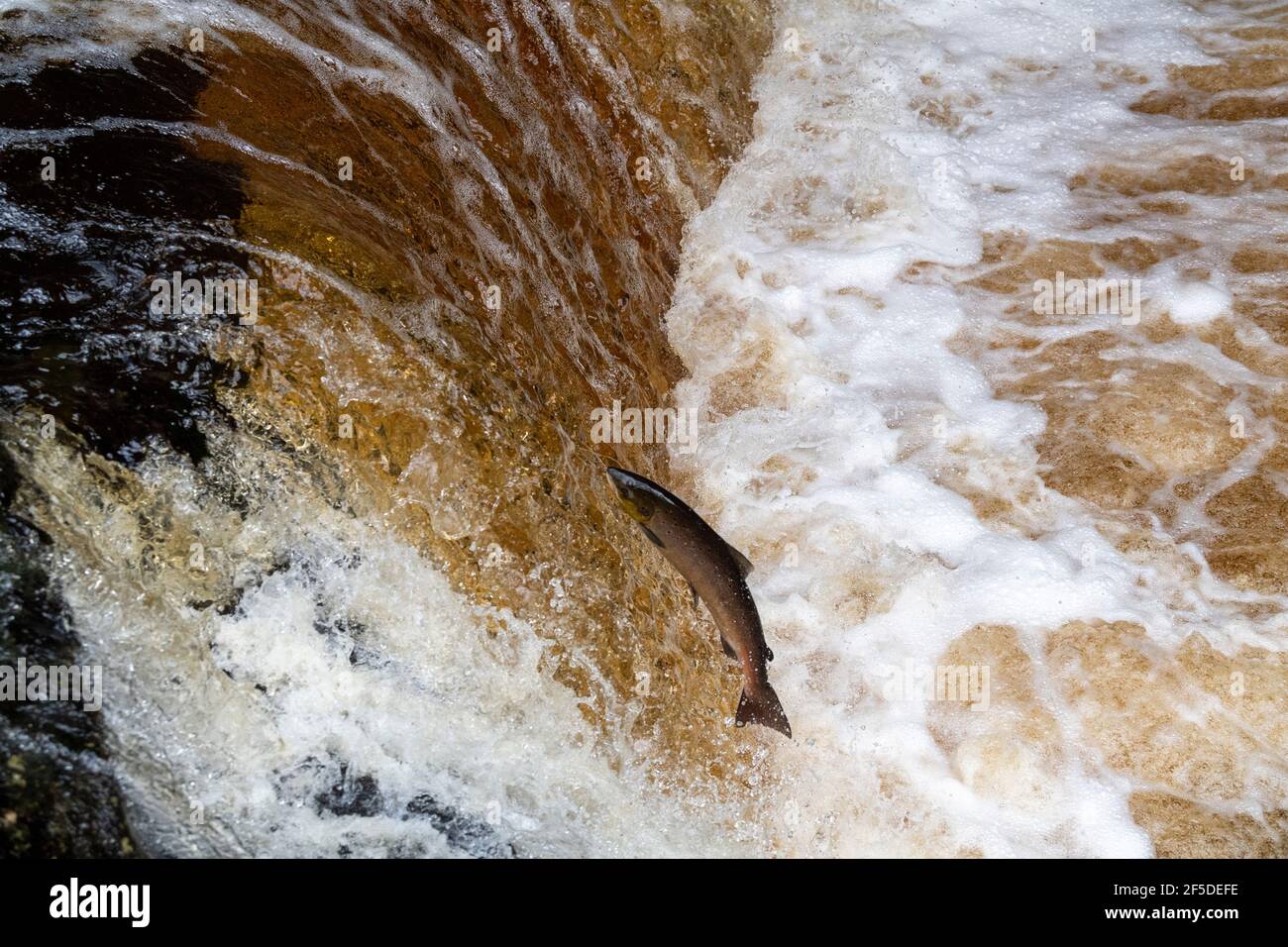 Salmon jump waterfall hires stock photography and images Alamy