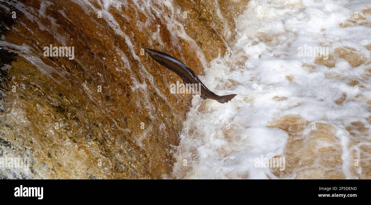 Wild Atlantic Salmon leaping Stainforth Foss on the River Ribble in the