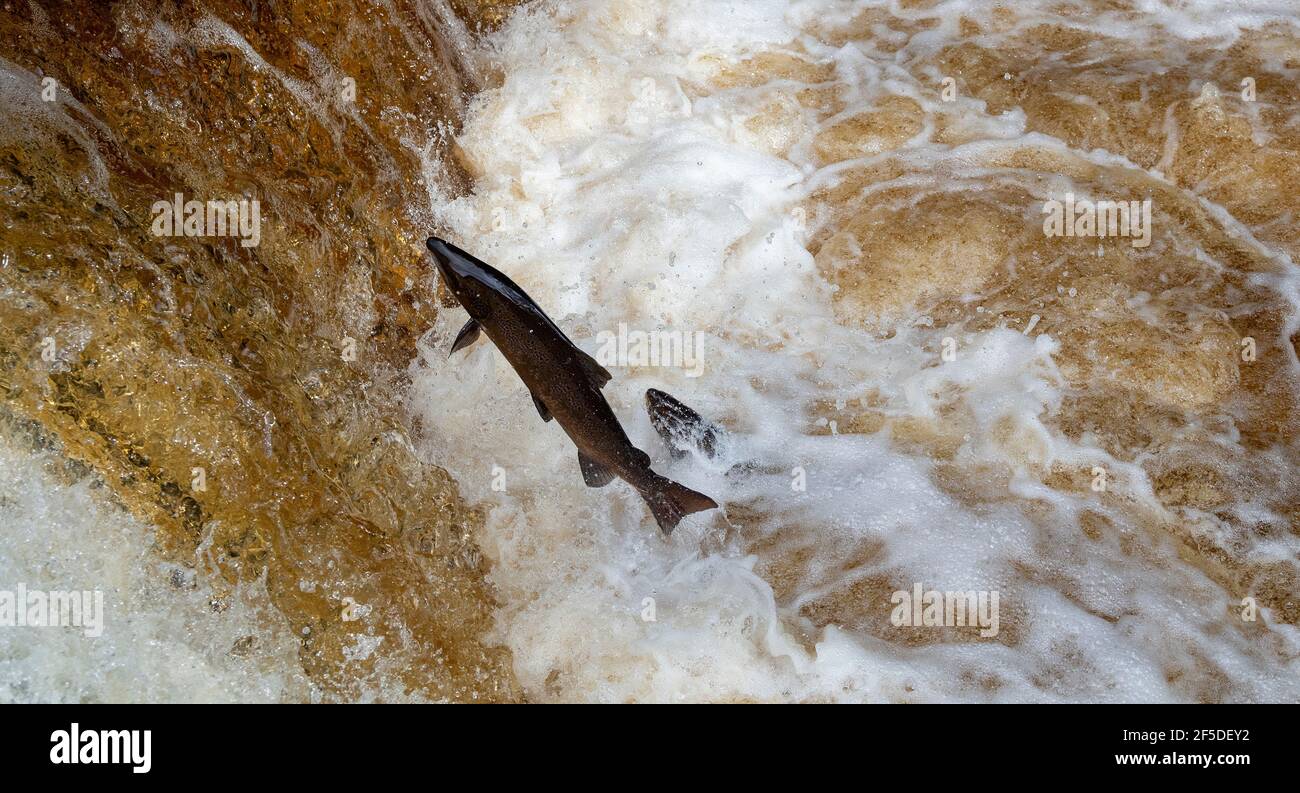 Wild Atlantic Salmon leaping Stainforth Foss on the River Ribble in the