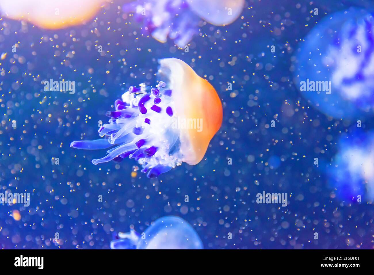 Jellyfish in the blue deep ocean among air bubbles Stock Photo Alamy