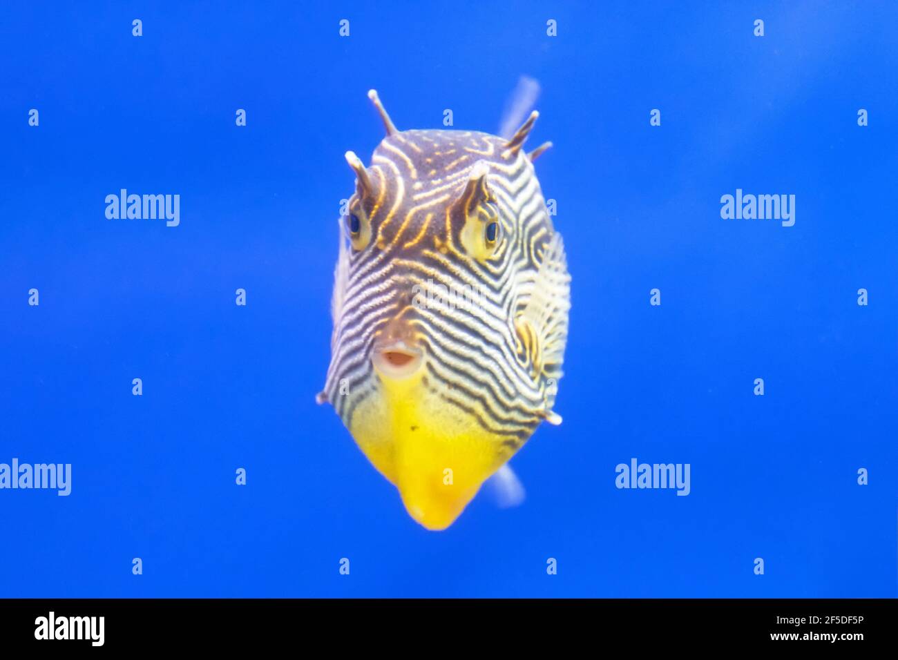 Striped yellow small fish in the warm tropical waters of the Pacific islands Stock Photo