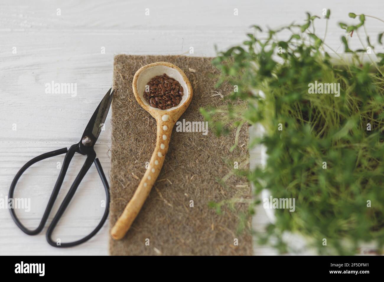 Growing microgreens at home. Fresh flax sprouts, linen mat, spoon with