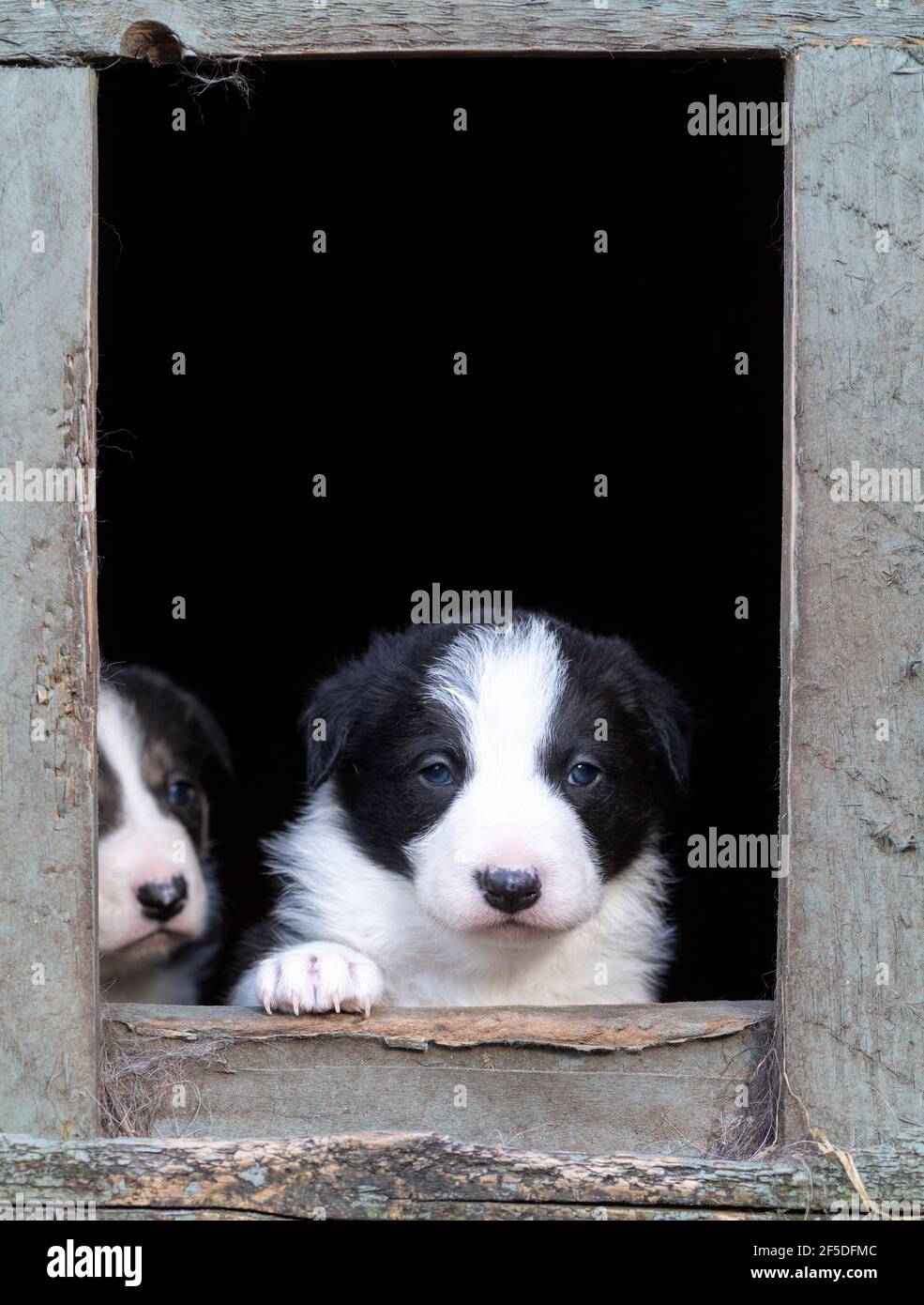 Border Collie pups looking out of their kennel. North Yorkshire, UK Stock  Photo - Alamy