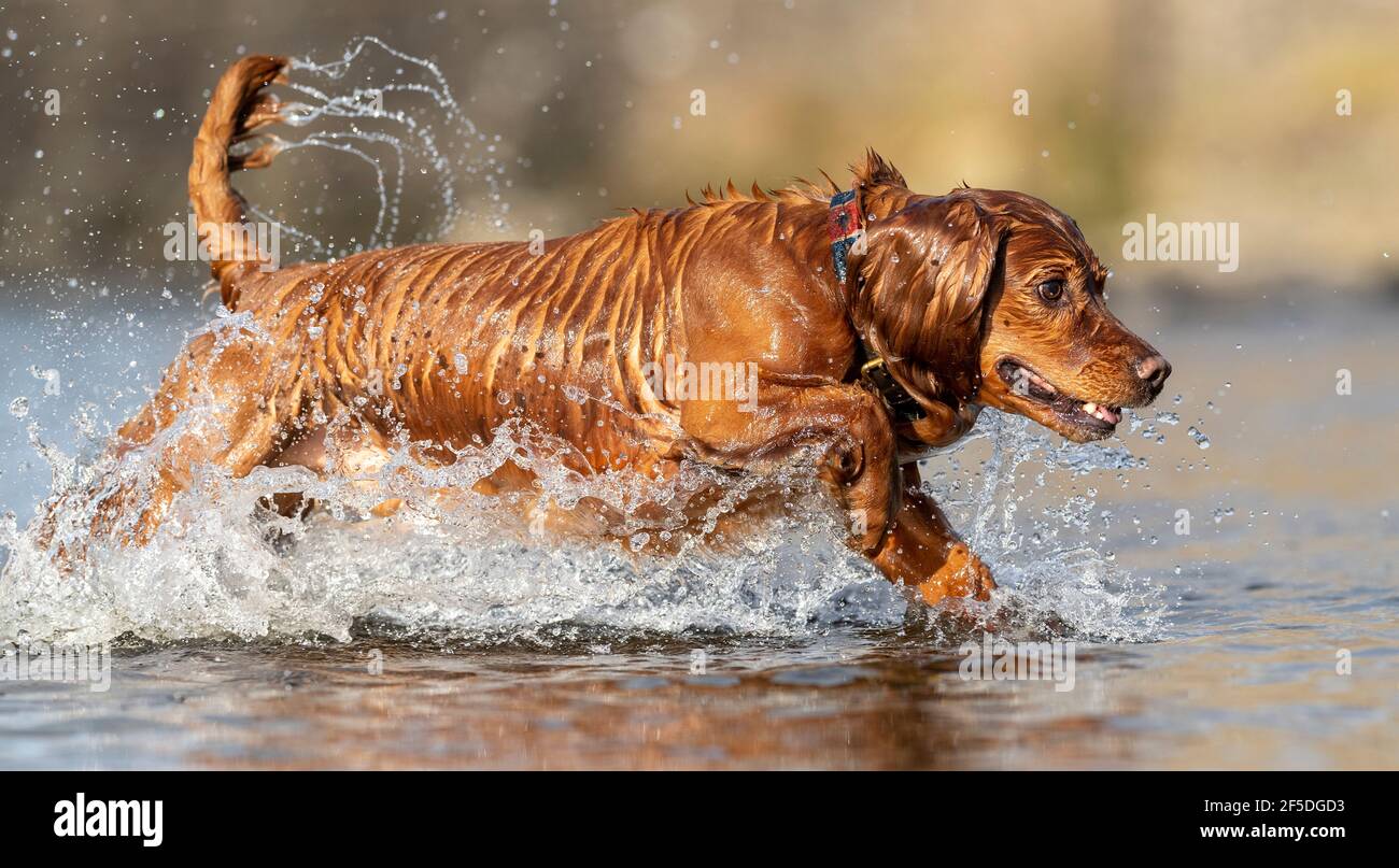 Spaniel dogs playing in a river, North Yorkshire, UK. Stock Photo