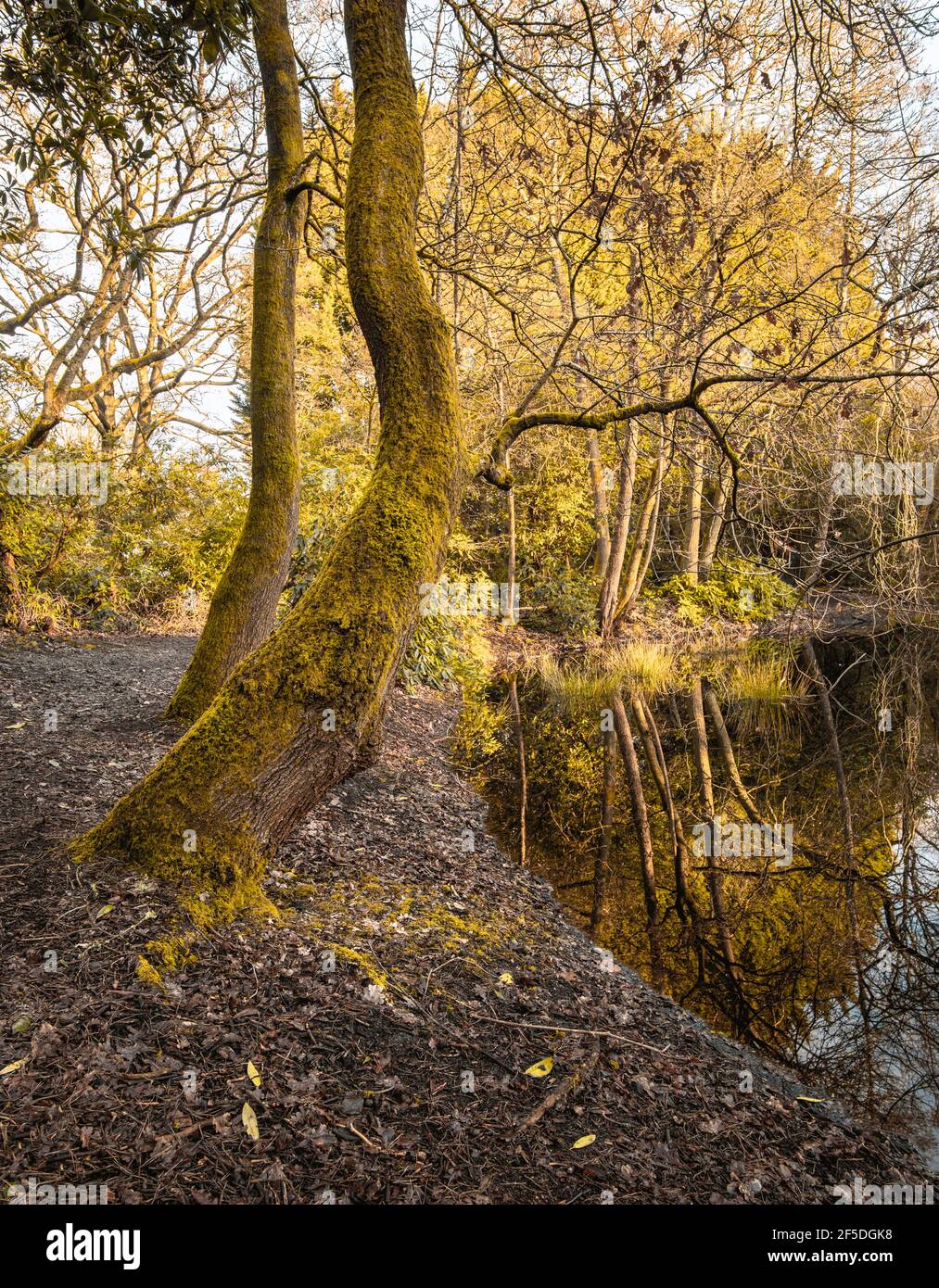 Trees by the pond in Harrow Weald Common - nature trail, England Stock Photo