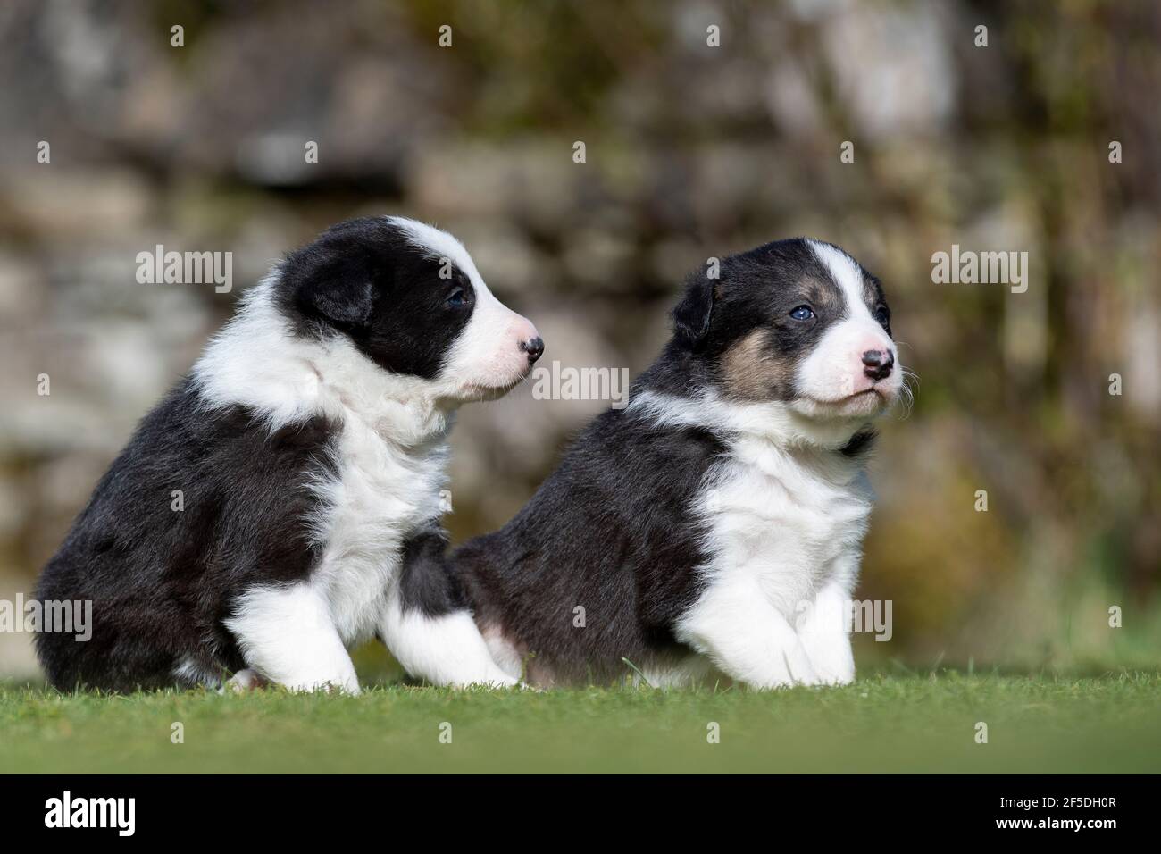 Border Collie Puppy Weeks Old High Resolution Stock Photography And Images Alamy