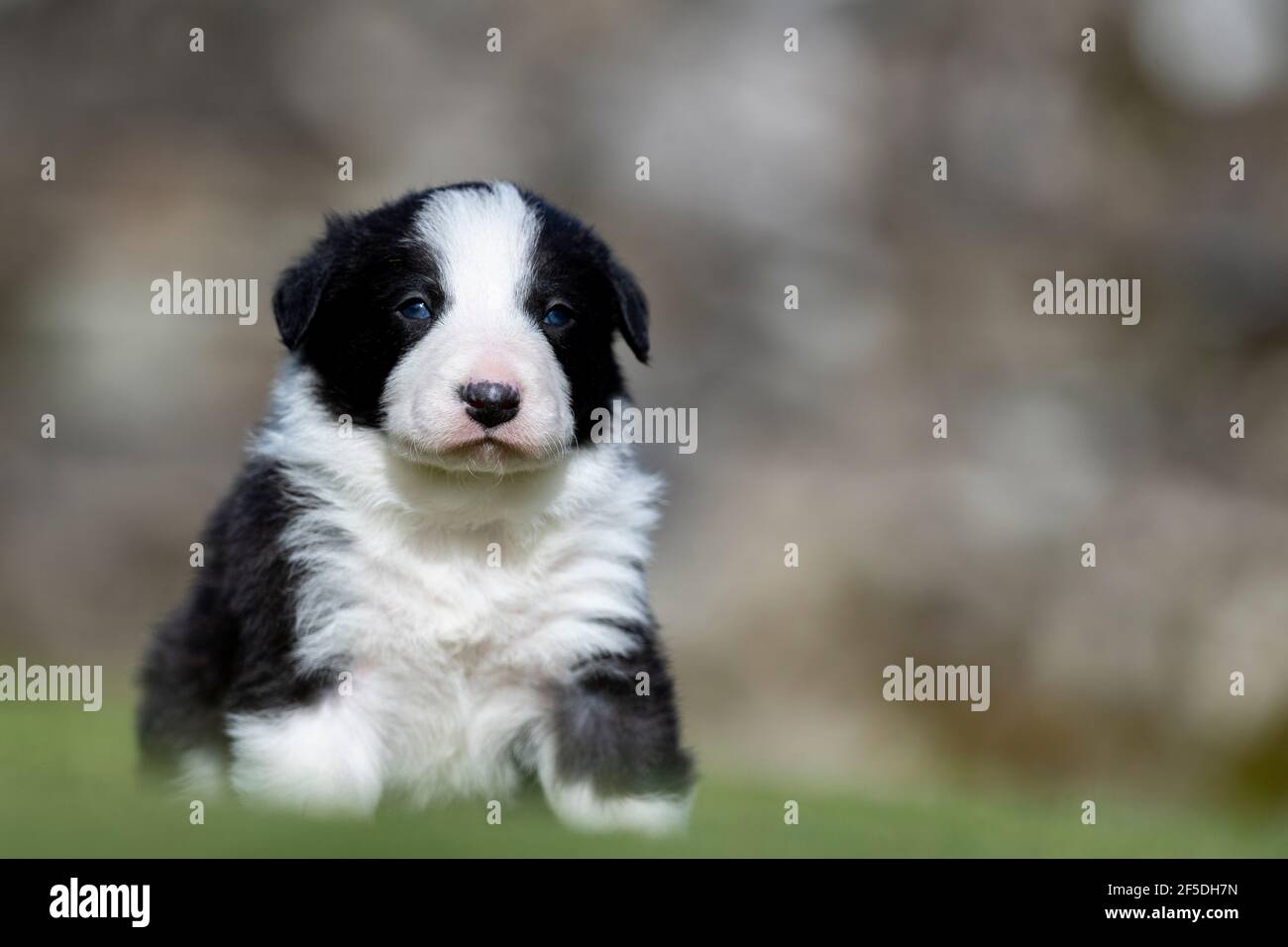 Young Border collie pups taking their first steps outside on a lawn at 4  weeks old. North Yorkshire, UK Stock Photo - Alamy