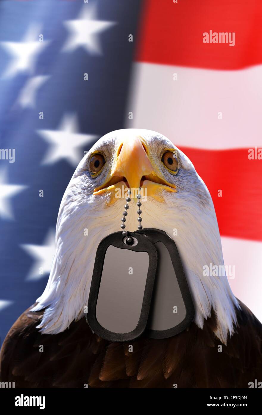 Bald Eagle holds a dog tags in his beak at the background American flag.Memorial or Veterans Day Concept Stock Photo Alamy