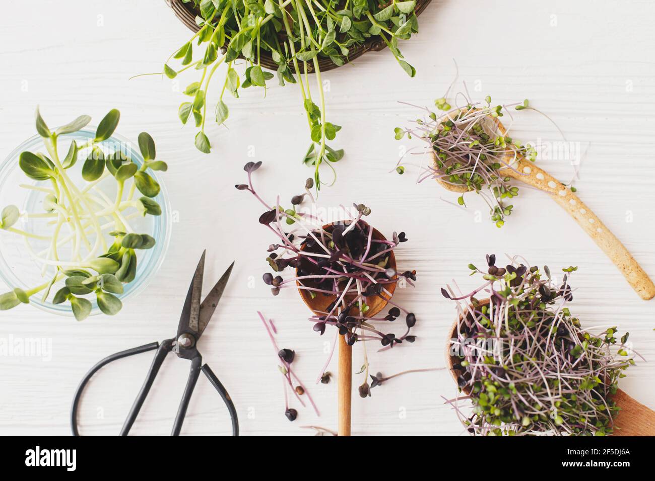 Growing microgreens at home. Fresh red cabbage, red radish, sunflowers, green peas sprouts on