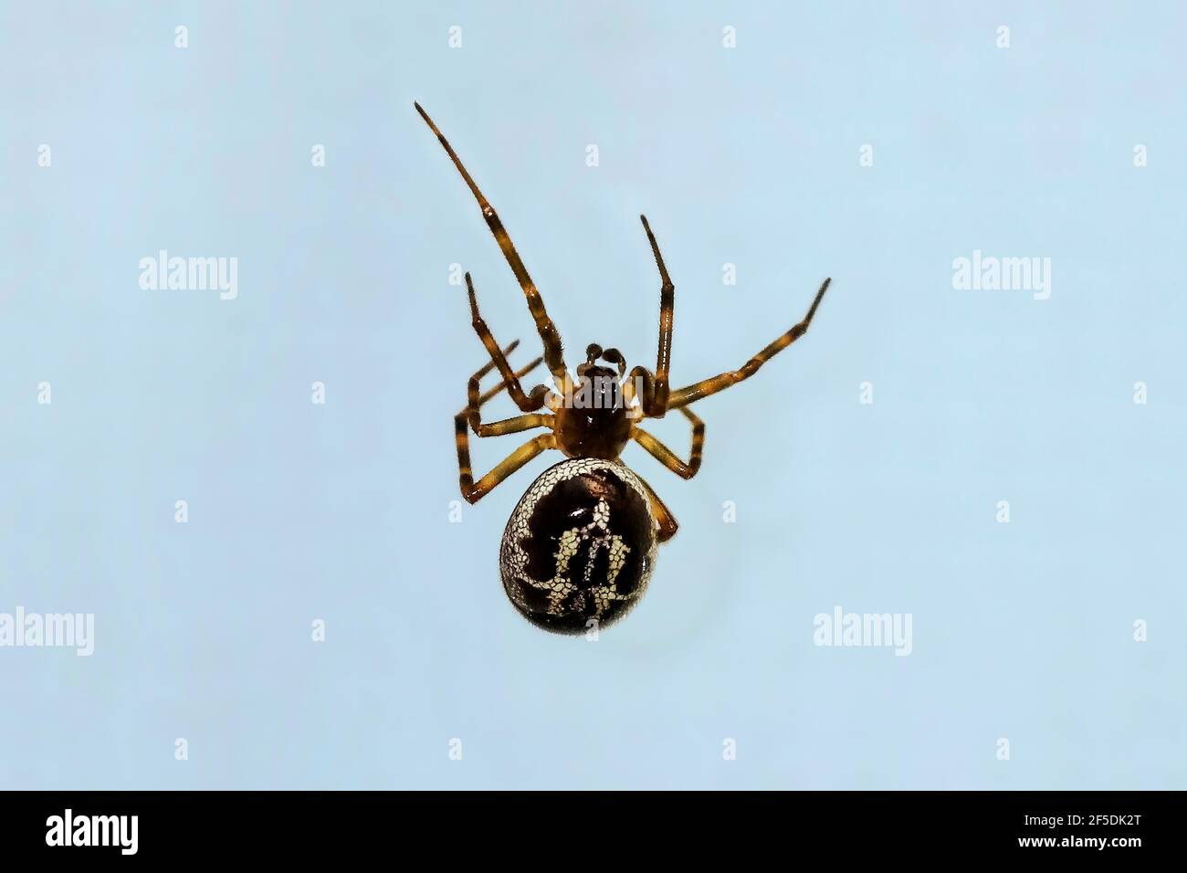 Noble false widow spider (Steatoda nobilis) on window. UK's most venomous spider that came in ships from the tropics over 100 yrs ago; Oxfordshire, UK Stock Photo