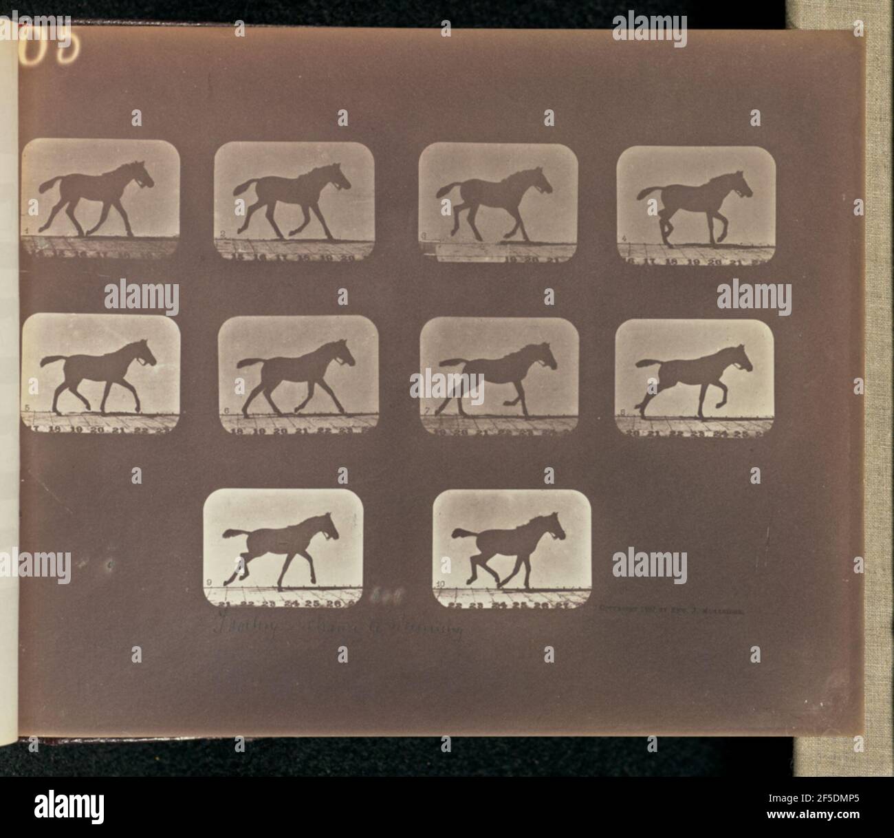 Trotting - Change to Running. Ten frames depicting a horse in motion. The frames are numbered one through ten.. (Recto, print) upper left, inscribed in the negative: '65 partially cropped'; Lower center, in pencil, in the artist's hand: 'Trotting - Change to Running'; (Verso, print) upper left, in grease pencil: '2'; Upper left, in pencil: '64'; Stock Photo