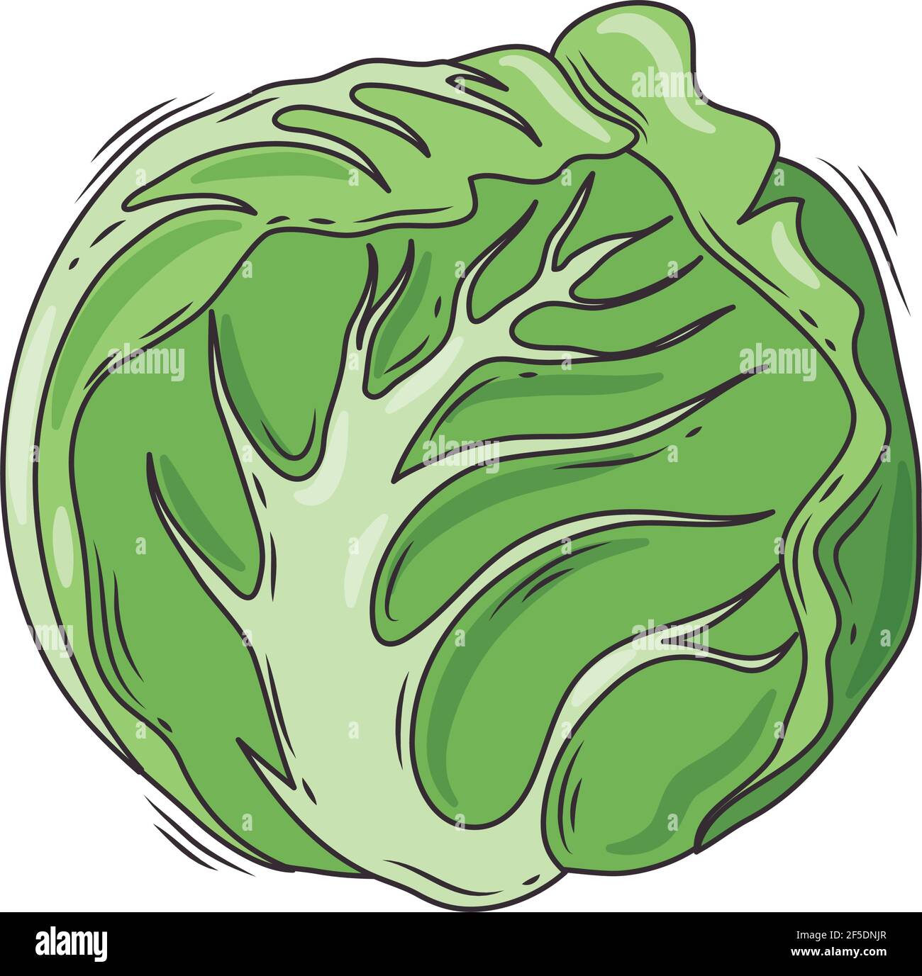 lettuce fresh vegetable healthy icon Stock Vector Image & Art - Alamy