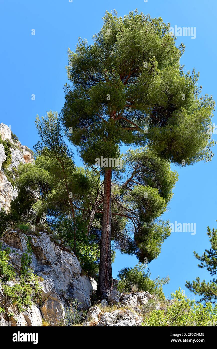 Big pine on the rock de Moutierrs Sainte Marie in the french Alps Stock Photo