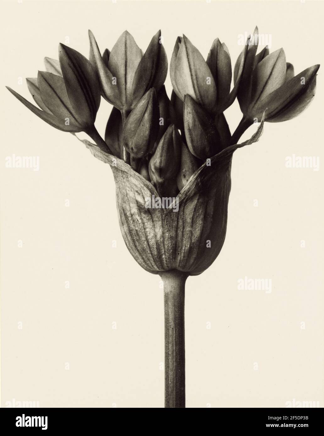 Karl blossfeldt 1865 1932 hi-res stock photography and