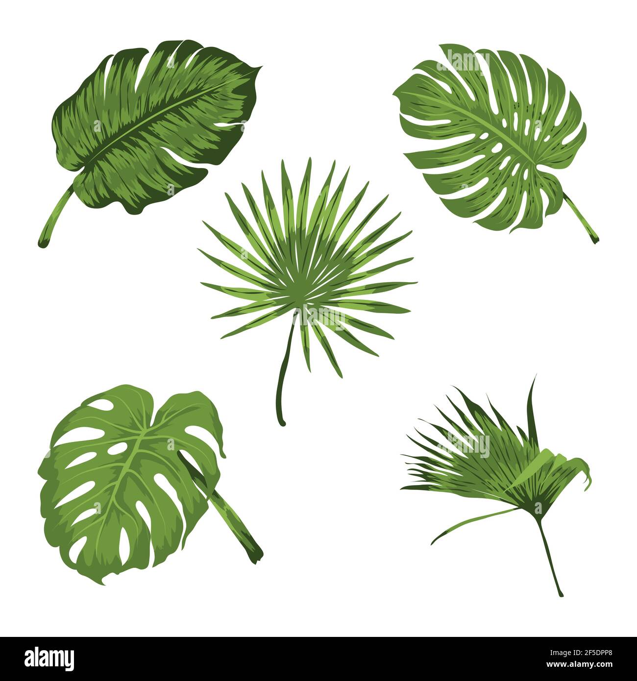 five exotic leafs tropical foliage Stock Vector Image & Art - Alamy