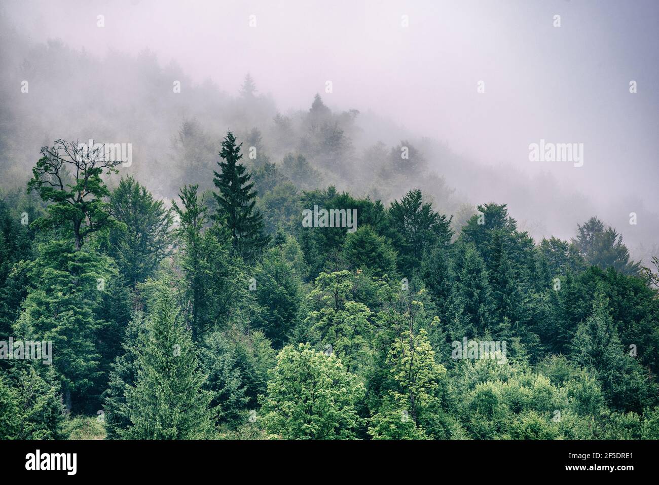 Misty mountain landscape Stock Photo - Alamy